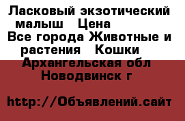 Ласковый экзотический малыш › Цена ­ 25 000 - Все города Животные и растения » Кошки   . Архангельская обл.,Новодвинск г.